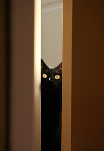 black cat thumbnail