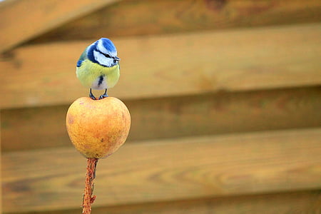 blue and yellow bird perching on fruit thumbnail