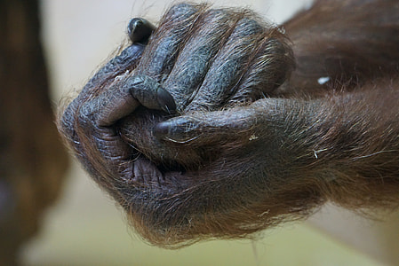 close-up photo of ape hands thumbnail