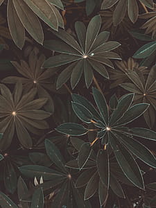 Top View Photo of Plants thumbnail