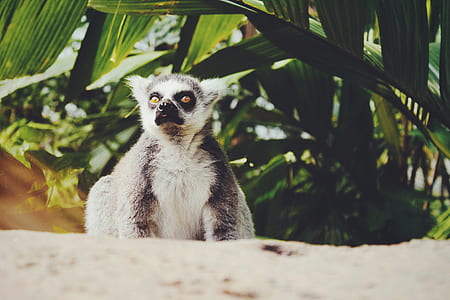 gray and black lemur under green plant thumbnail