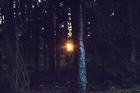 dawn, nature, sunset, sun thumbnail