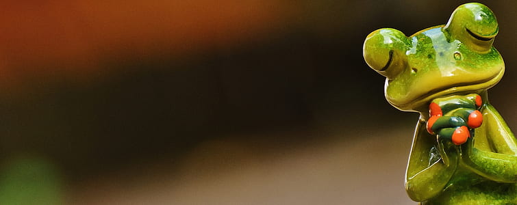 selective focus photo of green tree frog thumbnail
