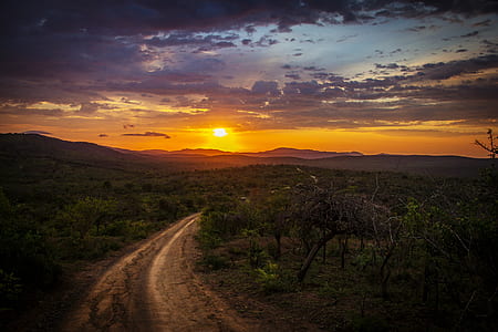 curved road surrounded by green leaf plants and trees photo thumbnail
