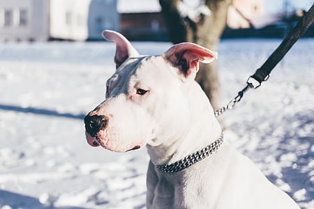 shallow focus photography of adult white dogo argentino thumbnail
