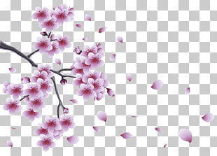 Flower Spring Branch , Spring Branch with Tree Flowers , cherry blossom PNG clipart