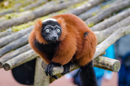 Brown and Black Long Coat Small Animal Standing on Brown Wood in Close Up Photography thumbnail