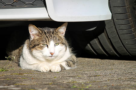 white and gray cat under car thumbnail