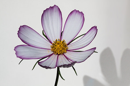 Cosmos, Como Bipinnatus thumbnail
