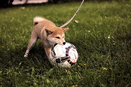fawn shiba inu biting soccer ball thumbnail