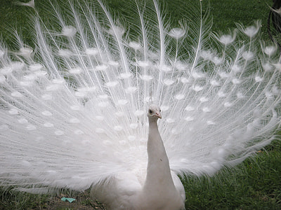 white peacock on green grass field during daytime thumbnail