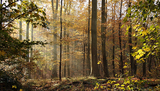 forest tree field during daytime thumbnail