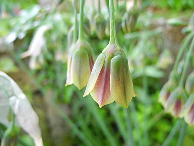 Bulgarian Nectar Onion, Díszhagyma thumbnail