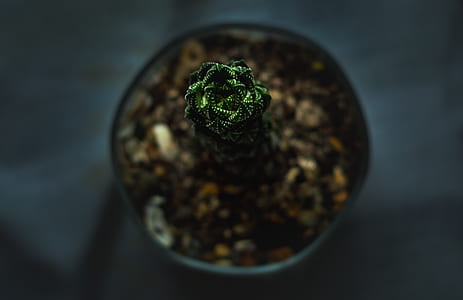 closeup photo of green plant thumbnail