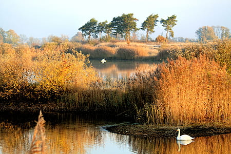 white swan on body of water beside grass thumbnail