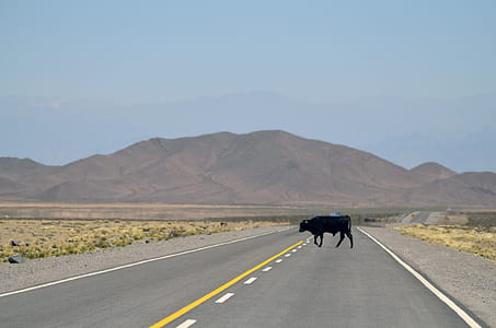 black cow crossing road thumbnail
