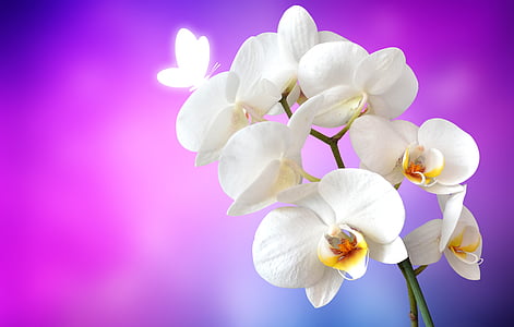 selective focus photography of white moth orchid thumbnail