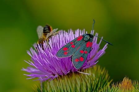 purple petaled flower thumbnail