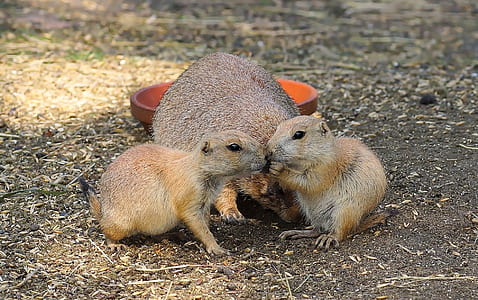 three brown rodents thumbnail
