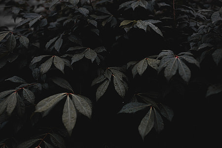 green leaf plants thumbnail