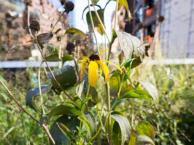 yellow black-eyed Susan flower in selective focus photography thumbnail