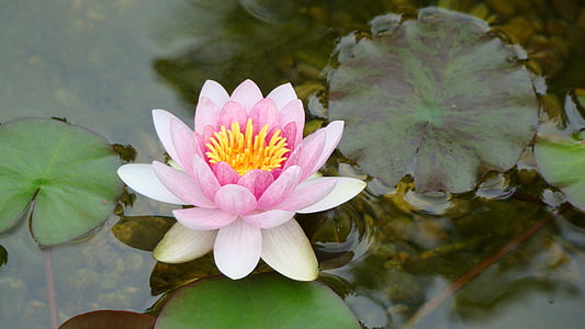 pink waterlily flower on water closeup photography at daytime thumbnail