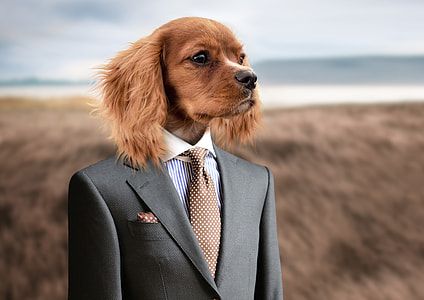 brown short coat dog with grey suit jacket and brown necktie thumbnail