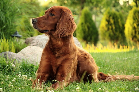 long-coated brown dog sitting in grass field thumbnail