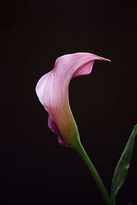 pink flower thumbnail