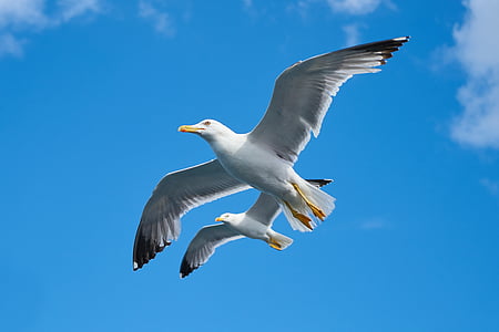 two white birds flying under blue sky thumbnail