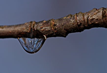 water droplet on the tree trunk photography thumbnail