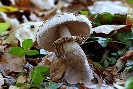 beige mushroom thumbnail