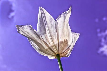 white tulip flower thumbnail