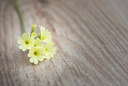 yellow petaled flower thumbnail