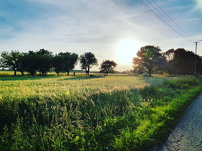 sky, field, sun, trees thumbnail