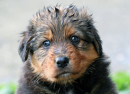 selective focus photography of brown and black puppy thumbnail