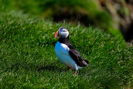 black and blue bird on green grass thumbnail