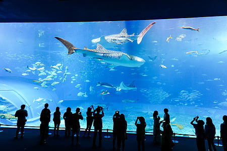silhouette photo of people taking photo of fish thumbnail