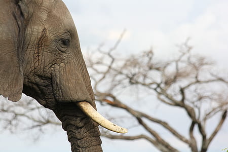 closeup photo of elephant's head thumbnail