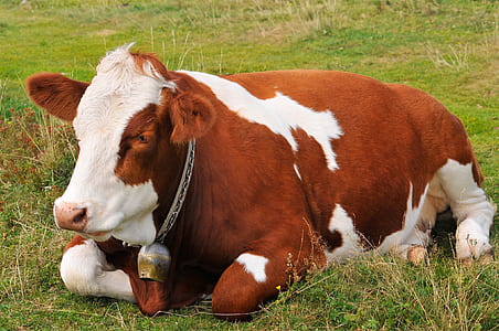 white and brown cow thumbnail