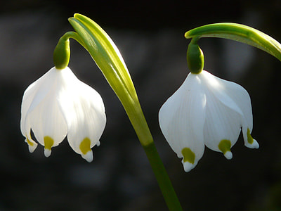 two white-and-green petaled flowers in closeup photography thumbnail
