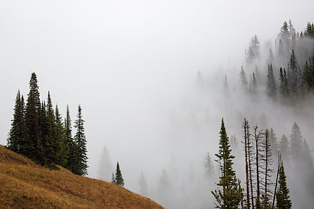 green trees at daytime thumbnail