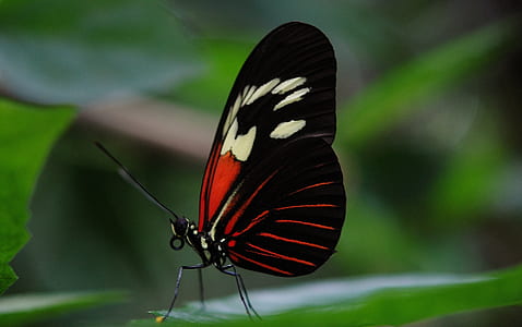 black, red, and white longwing butterfly perched on green leaf closeup photography thumbnail
