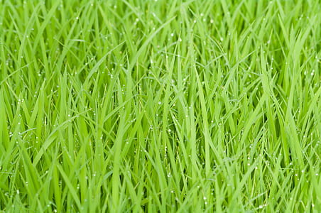 Green Grass With Water Droplets thumbnail
