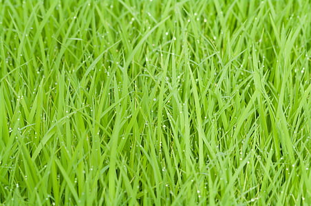 green grass field thumbnail