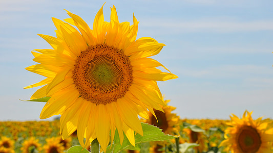 yellow sunflower on broad daylight thumbnail