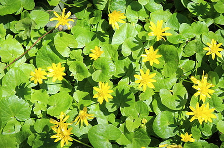 yellow petaled flowers in bloom thumbnail