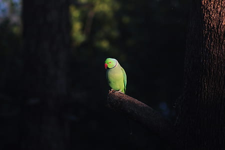 green parrot on tree branch thumbnail