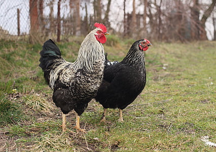 two black and white-and-black rooster standing beside each other on grass thumbnail