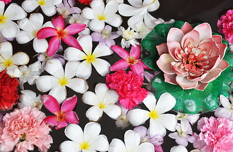 assorted flowers on water thumbnail